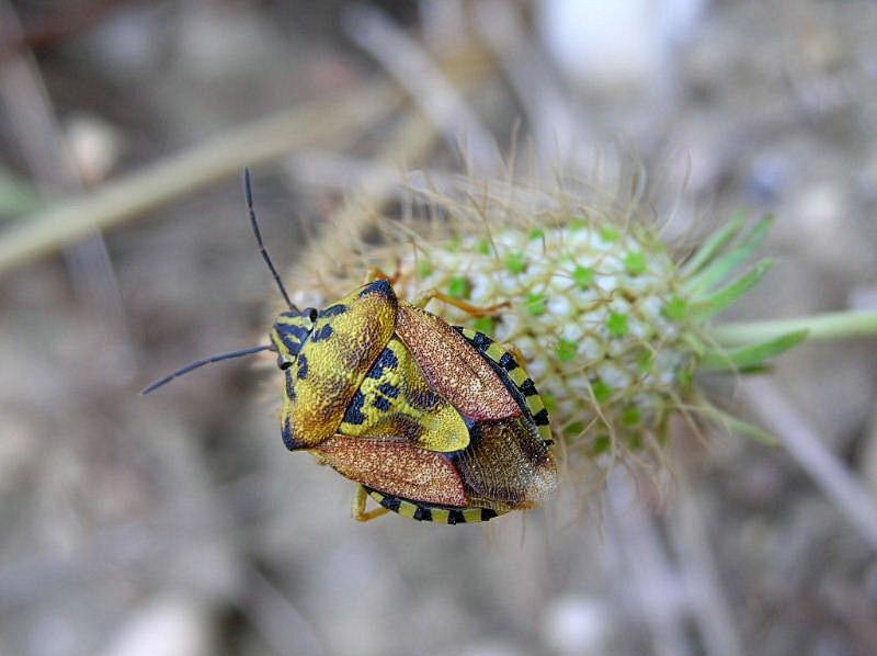 Carpocoris pudicus